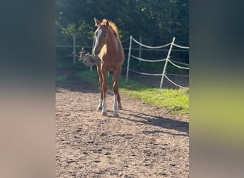 Holsteiner, Étalon, Poulain (05/2025), 170 cm, Alezan