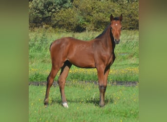 Holsteiner, Étalon, Poulain (05/2026), 170 cm, Bai cerise