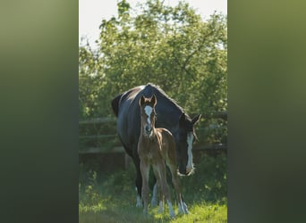Holsteiner, Étalon, Poulain (05/2026), 170 cm, Bai