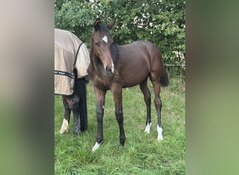 Holsteiner, Étalon, Poulain (03/2025), 170 cm, Bai clair