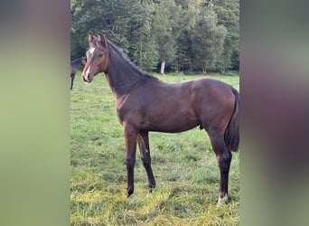 Holsteiner, Étalon, Poulain (03/2025), 170 cm, Bai clair