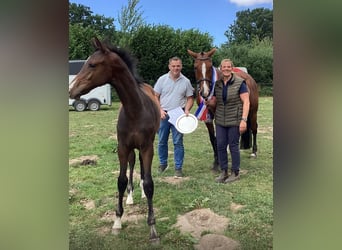 Holsteiner, Étalon, Poulain (03/2025), 170 cm, Bai clair