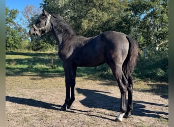 Holsteiner, Étalon, Poulain (04/2025), 172 cm, Gris