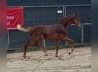Holsteiner, Étalon, Poulain (03/2026), Alezan