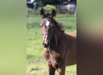 Holsteiner, Étalon, Poulain (05/2024), Bai brun