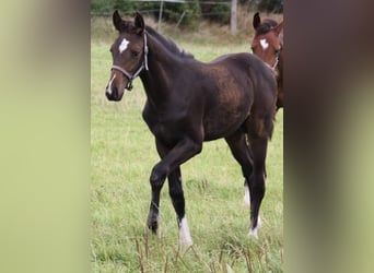 Holsteiner, Étalon, Poulain (05/2024), Bai brun