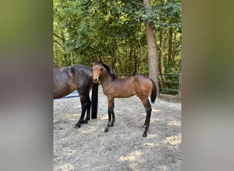 Holsteiner, Étalon, Poulain (04/2026), Bai