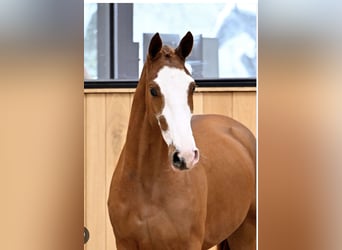 Holsteiner, Étalon, Poulain (01/2026), Bai