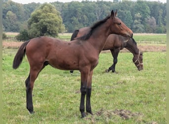 Holsteiner, Étalon, Poulain (06/2024), Bai