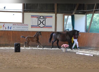 Holsteiner, Étalon, Poulain (06/2026), Bai
