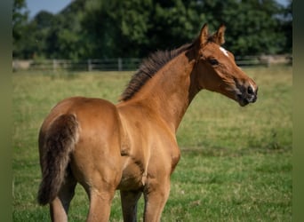 Holsteiner, Étalon, Poulain (05/2024), Bai