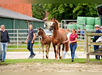 Holsteiner, Étalon, Poulain (04/2024), Bai