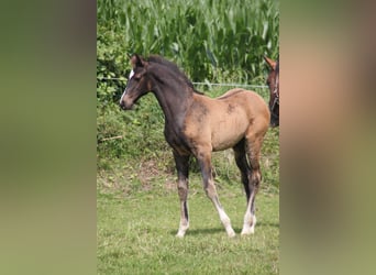 Holsteiner, Étalon, Poulain (05/2024)