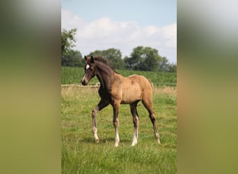 Holsteiner, Étalon, Poulain (05/2024)