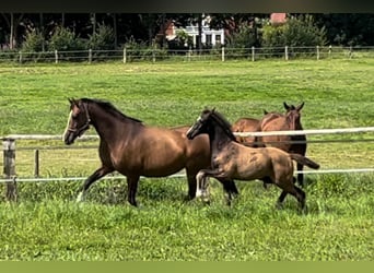 Holsteiner, Étalon, Poulain (05/2024)