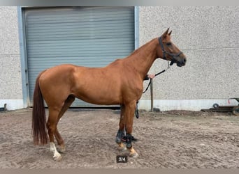 Holsteiner, Étalon, Poulain (01/2026)