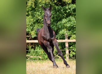 Holsteiner, Étalon, Poulain (05/2024), Gris