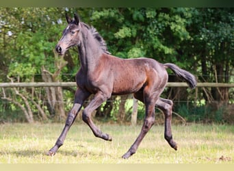 Holsteiner, Étalon, Poulain (05/2024), Gris