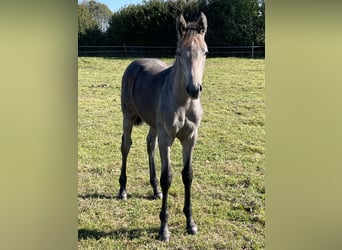 Holsteiner, Étalon, Poulain (05/2024), Peut devenir gris