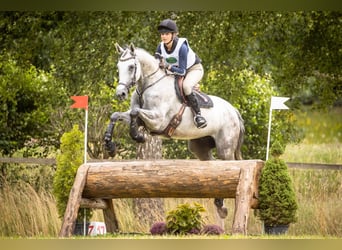 Holsteiner, Étalon, Poulain (05/2024), Peut devenir gris