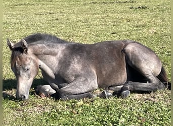 Holsteiner, Étalon, Poulain (05/2024), Peut devenir gris