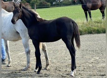 Holsteiner, Étalon, Poulain (04/2024), Peut devenir gris