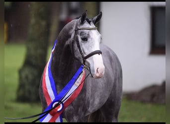 Holsteiner, Étalon, Poulain (01/2026), Peut devenir gris