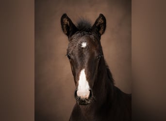 Holsteiner, Étalon, Poulain (03/2026), Peut devenir gris