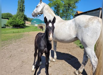 Holsteiner, Étalon, Poulain (05/2024), Peut devenir gris