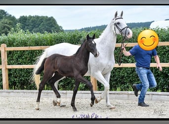 Holsteiner, Étalon, Poulain (05/2024), Peut devenir gris