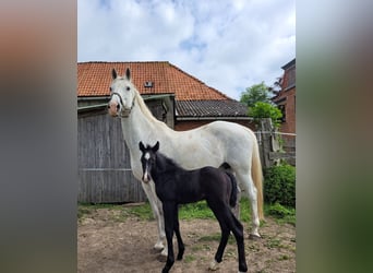 Holsteiner, Étalon, Poulain (05/2024), Peut devenir gris