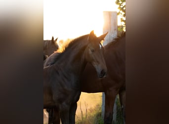 Holsteiner, Étalon, Poulain (05/2025), Peut devenir gris