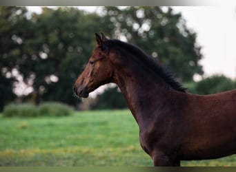 Holsteiner, Étalon, Poulain (05/2025), Peut devenir gris