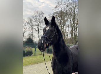 Holsteiner, Hengst, 10 Jahre, 175 cm, Schwarzbrauner