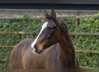 Holsteiner, Hengst, 11 Jahre, 168 cm, Brauner
