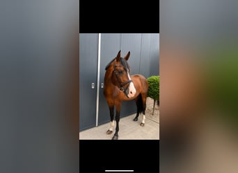 Holsteiner, Hengst, 11 Jahre, 171 cm, Brauner