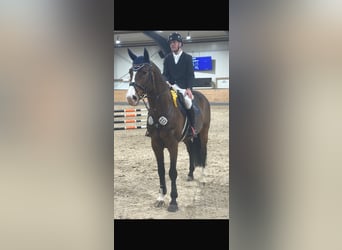 Holsteiner, Hengst, 11 Jahre, 171 cm, Brauner