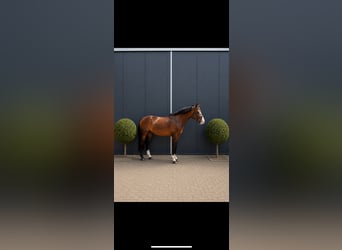 Holsteiner, Hengst, 11 Jahre, 171 cm, Brauner