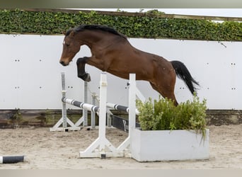 Holsteiner, Hengst, 12 Jaar, 162 cm, Bruin