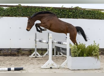 Holsteiner, Hengst, 12 Jahre, 162 cm, Brauner