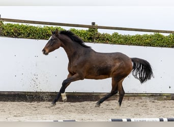 Holsteiner, Hengst, 12 Jahre, 168 cm, Brauner