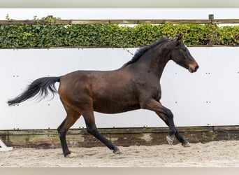 Holsteiner, Hengst, 13 Jahre, 162 cm, Dunkelbrauner