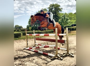 Holsteiner, Hengst, 13 Jahre, 165 cm, Brauner