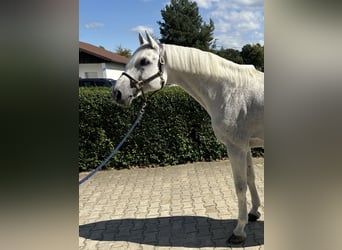 Holsteiner, Hengst, 14 Jaar, 170 cm, Schimmel