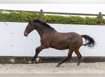 Holsteiner, Hengst, 15 Jaar, 167 cm, Bruin