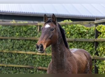 Holsteiner, Hengst, 15 Jaar, 167 cm, Bruin