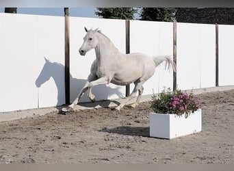 Holsteiner, Hengst, 17 Jahre, 159 cm, Schimmel
