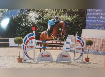 Holsteiner, Hengst, 17 Jahre, Schimmel