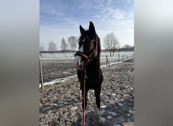 Holsteiner, Hengst, 1 Jaar, 130 cm, Donkerbruin