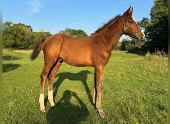 Holsteiner, Hengst, 1 Jaar, 168 cm, Bruin